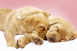 Canine Cuddles738855083 300x200 - Canine Cuddles - Cuddles, Canine